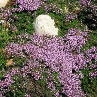 GP 12 x Kruiptijm of Kruipend Tijm Roze|Paars - Bodembedekker Wintergroen - Thymus praecox 'Minor' in 9x9 pot met hoogte 0-10cm