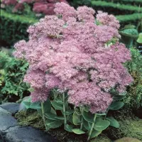 GP 25 x Hemelsleutel of Vetkruid Roze - Tuinplant Winterhard - Sedum spectabile Brillant in 9x9cm pot met hoogte 0-10cm