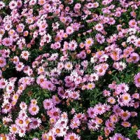 GP 50 x Herfstaster Roze|Paars - Vaste Plant Winterhard - Aster dumosus Anneke in 9x9cm pot met hoogte 5-10cm