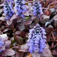 GP 12 x Kruipend Zenegroen Rood|Groen - Bodembedekker Wintergroen - Ajuga reptans Atropurpurea in 9x9cm pot met hoogte 5-10cm