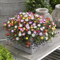 GP 6 x IJsbloem Wit|Rood|Paars|Geel|Oranje - Matig Winterharde Vaste Plant - Delosperma 'Jewels Mix' in 9x9cm pot met hoogte 5-10cm