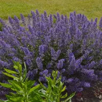GP 50 x Nepeta faassenii 'Junior Walker' - Kattenkruid - Vaste Plant - Winterharde Tuinplant - Nepeta faassenii 'Junior Walker' in 9x9cm pot met hoogte 5-10cm