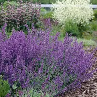 GP 6 x Nepeta faassenii 'Walker's Low' - Kattenkruid - Vaste Plant - Winterharde Tuinplant - Nepeta faassenii 'Walker's Low' in 9x9cm pot met hoogte 5-10cm