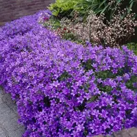 GP 12 x Klokjesbloem Paars 'Catharina' - Wintergroene Bodembedekker - Campanula portenschlagiana Catharina in 9x9 pot met hoogte 0-10cm