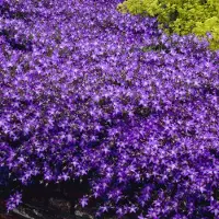 GP 50 x Klokjesbloem Blauw/Paars 'Blauranke' - Wintergroene Bodembedekker - Campanula poscharskyana 'Blauranke' in 9x9 pot met hoogte 0-10cm