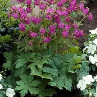 GP 25 x Geranium macrorrhizum - Ooievaarsbek Roze/Rood - Bodembedekker in 9x9 pot met hoogte 0-10cm