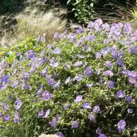 GP 25 x Geranium 'Azure Rush' - Ooievaarsbek - Langbloeiende Bodembedekker in 9x9 pot met hoogte 0-10cm