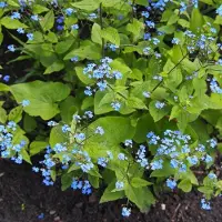 GP 12 x Kaukasisch Vergeet-mij-nietje Blauw - Winterharde Bodembedekker - Brunnera macrophylla in 9x9 pot met hoogte 0-10cm