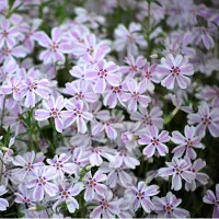 GP 25 x Kruipphlox Wit|Roze / Kruipende Vlambloem - Bodembedekkers Planten - Phlox subulata 'Candy Stripes' in 9x9cm pot met hoogte 0-10cm