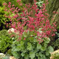 GP 25 x Purperklokje Groen|Rood - Bodembedekker Winterhard - Heuchera sanguinea 'Leuchtkäfer' in 9x9cm pot met hoogte 5-10cm