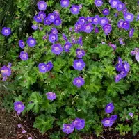 GP 4 x Geranium Rozanne Paars / Roze - Tuinplanten Winterhard - Ooievaarsbek Bodembedekker in C2 pot met hoogte 0-50cm