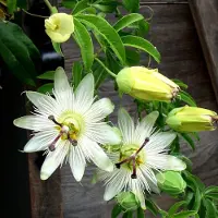GP 4 x Passiebloem Wit - Winterharde Klimplant - Passiflora caerulea 'Constance Elliot' in C2(liter)pot met hoogte 50-60cm