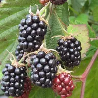 GP 4 x Doornloze Bramenstruik Chester Thornless Zwart Braam - Winterharde Fruitplant Klimplant - Rubus 'Chester Thornless' in C2(liter) pot met hoogte 50-60cm