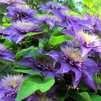 Up!Climbers 8 x Blauwe Clematis Multi Blue - Bosrank Blauw/Paars - Winterharde Bloeiende Klimplant in C2(liter) pot met hoogte 50-60cm