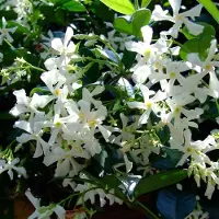 GP 32 x Toscaanse Jasmijn Wit - Geurende Sterjasmijn - Klimplant Wintergroen - Trachelospermum jasminoides in C2(liter) pot met hoogte 50-60cm