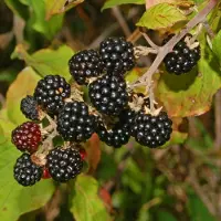 GP 8 x Bramenstruik Himalaya Zwart Braam - Winterharde Fruitplant Klimplant - Rubus fruticosus 'Himalaya' in C2(liter) pot met hoogte 50-60cm