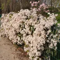Up!Climbers 8 x Wintergroene Clematis Apple Blossom Roze|Wit - Groenblijvende Bosrank - Bloeiende Klimplant - Clematis armandii 'Apple Blossom' in C2(liter) pot met hoogte 50-60cm