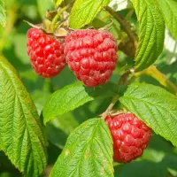 GP 8 x Frambozenstruik Autumn Bliss Rode Framboos - Winterharde Fruitplant Klimplant - Rubus idaeus 'Autumn Bliss' in C2(liter) pot met hoogte 50-60cm