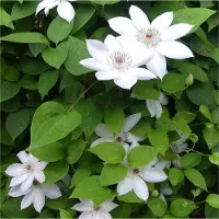 Up!Climbers 4 x Witte Clematis 'Miss Bateman' - Bosrank Wit - Winterharde Bloeiende Klimplant in C2(liter) pot met hoogte 50-60cm