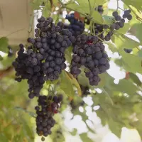 GP 4 x Druivenstruik Blauwe Druif - Winterharde Fruitplant Klimplant - Vitis 'Boskoop Glory' in C2(liter) pot met hoogte 50-60cm