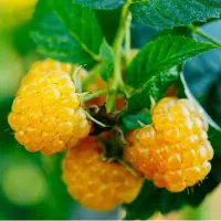 GP 8 x Frambozenstruik Fallgold Gele Framboos - Winterharde Fruitplant Klimplant - Rubus idaeus 'Fallgold' in C2(liter) pot met hoogte 50-60cm