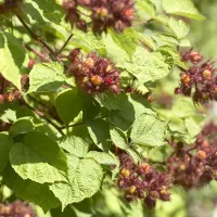 GP 8 x Japanse Wijnbes - Winterharde Klimplant Fruitplant - Rubus 'Phoenicolasius' in C2(liter) pot met hoogte 50-60cm