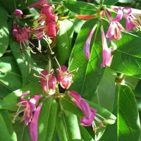 GP 8 x Roze Kamperfoelie - Wintergroene Bloeiende Klimplant - Lonicera henryi in C2(liter) pot met hoogte 50-60cm