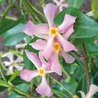 GP 16 x Trachelospermum jasminoides 'Pink Showers'- Roze Toscaanse Jasmijn - Klimplant - Wintergroen in C2 pot met hoogte 60-80cm