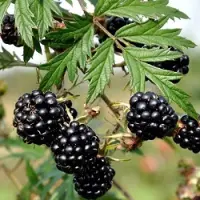 GP 4 x Doornloze Bramenstruik Thornless Evergreen Zwart Braam - Winterharde Fruitplant Klimplant - Rubus 'Thornless Evergreen' in C2(liter) pot met hoogte 50-60cm