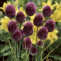 GP 25 x Kogellook / Sierui Rood|Paars - Bloembol in Pot - Allium sphaerocephalon in 9x9 pot met hoogte 0-10cm