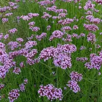 GP 12 x Verbena bonariensis XL Lila - Tuinplanten Winterhard - Paars IJzerhard in C2 pot met hoogte 10-20cm