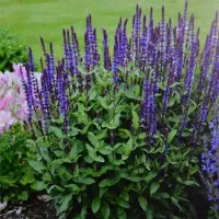 GP 4 x Salie Caradonna XL Paars|Blauw - Tuinplanten Winterhard - Salvia nemorosa 'Caradonna' in C2(liter) pot met hoogte 0-50cm
