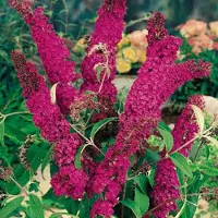 GP 12 x Vlinderstruik Royal Red Rood|Paars - Vlinders en Bijen in uw Tuin - Buddleja davidii 'Royal Red' in C2(liter) pot met hoogte 20-40cm