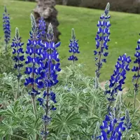 GP 50 x Lupine Gallery Blue Blauw - Tuinplant met Grote Bloem - Lupinus 'Gallery Blue' in 9x9cm pot met hoogte 0-10cm