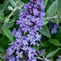 GP 8 x Dwergvlinderstruik Lavender Flow Blauw|Paars - Winterharde Bloeiende Borderplant - Buddleja Free Petite 'Lavender Flow' in C2(liter) pot met hoogte 10-30cm