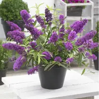GP 12 x Dwergvlinderstruik Tutti Frutti Lila|Roze - Winterharde Sierheester - Buddleja davidii Free Petite 'Tutti Frutti' in C2(liter) pot met hoogte 20-40cm