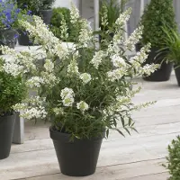 GP 12 x Laagblijvende Vlinderstruik Wit - Dwergvlinderstruik Winterharde Sierheester - Buddleja Free Petite 'Snow White'in C2(liter) pot met hoogte 10-30cm