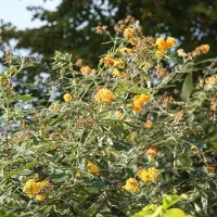 GP 4 x Vlinderstruik Sungold Geel|Goud - Bloeiende Borderplant Winterhard - Buddleja weyeriana 'Sungold' in C3(liter) pot met hoogte 10-40cm