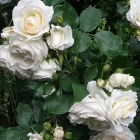 GP 12 x Witte Trosroos - Rozen als Borderplanten Winterhard - Rosa the Fairy 'White' in C1.5(liter) pot met hoogte 10-20cm