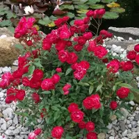 GP 8 x Rode Trosroos - Bodembedekker Winterhard Borderplant - Rosa the Fairy 'Red' in C1.5(liter) pot met hoogte 10-20cm