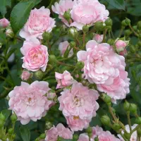 GP 8 x Roze Trosroos - Bodembedekker Winterhard Borderplant - Rosa the Fairy 'Pink' in C1.5(liter) pot met hoogte 10-20cm