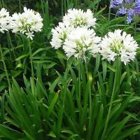GP 6 x Afrikaanse Lelie Wit - Tuberoos of Kaapse Lelie - Agapanthus africanus 'Albus' in 9x9cm pot met hoogte 0-10cm