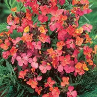 GP 25 x Erysimum 'Constant Cheer' - Steenraket - Wintergroene Rotsplant in 9x9 pot met hoogte 0-10cm