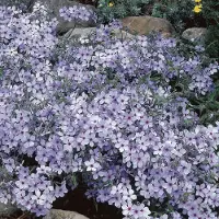 GP 12 x Vlambloem / Voorjaarsvlambloem 'Chattahoochee' - Lichtblauw/Paars Phlox divaricata 'Chattahoochee' - Bodembedekker - Laagblijvend in 9x9cm pot met hoogte 0-10cm