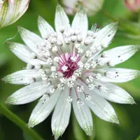 GP 25 x Astrantia major - Zeeuws Knoopje in 9x9 pot met hoogte 0-10cm
