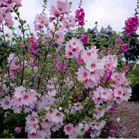 GP 4 x Struikmalva Barnsley Roze|Wit - Vaste Plant Winterhard - Lavatera 'Barnsley' in C2(liter) pot met hoogte 10-30cm