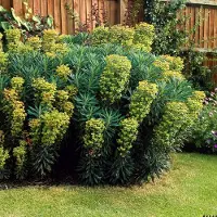 GP 12 x Euphorbia characias wulfenii - Wolfsmelk in 9x9cm pot met hoogte 5-10cm