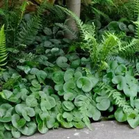 GP 25 x Mansoor Groen - Vaste Plant Wintergroen - Asarum europaeum in 9x9 pot met hoogte 0-10cm