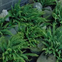 GP 25 x Asplenium trichomanes - Steenbreekvaren - Wintergroene Varen in 9x9 pot met hoogte 0-10cm
