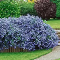 GP 8 x Amerikaanse Sering Blauw XL - Winterharde Struik - Ceanothus thyrsiflorus 'Repens' in C2(liter) pot met hoogte 10-30cm